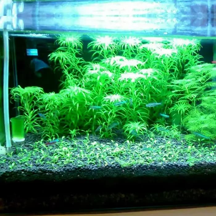 Sable d'Aquarium Astronomique Nutriment Sol Noir Eau de Boue Noire Précieuse pour Poisson