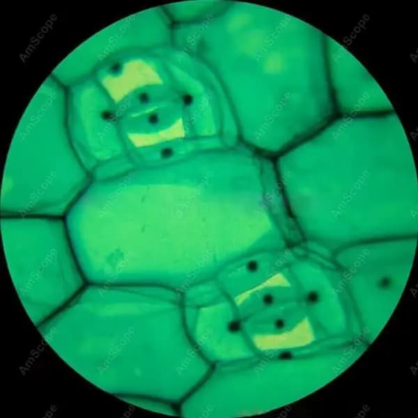 Microscope trinoculaire vétérinaire de laboratoire clinique 40X-2000X, fournitures AmScope 40X-2000X, Microscope trinoculaire vétérinaire de laboratoire clinique