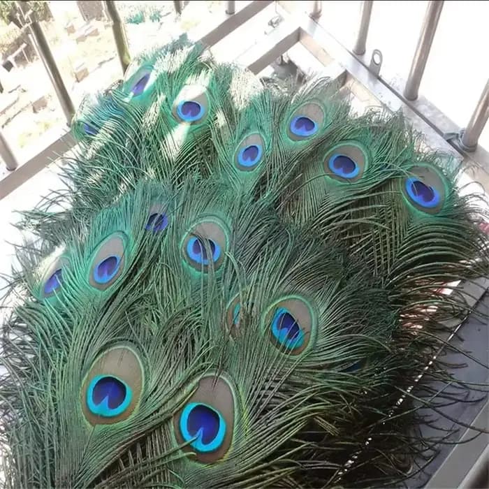 Plumes de paon naturelles réelles, pour Vases de décoration, artisanat, longues et grandes plumes, décoration de maison, Vase artisanal, accessoires de couture