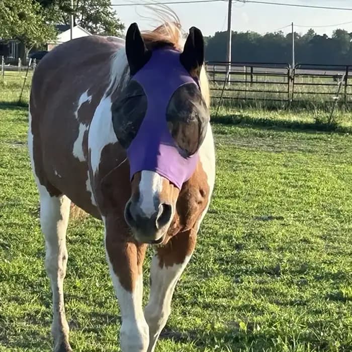  Masque anti-mouche de cheval de Protection UV