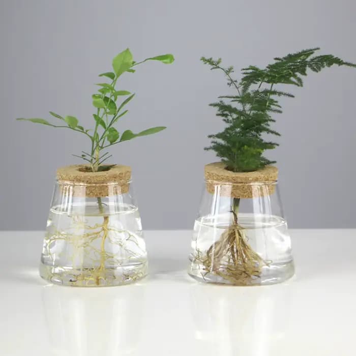 Vases en verre pour plantes hydroponiques, station de propagation, support de vase, décoration de bureau et de maison